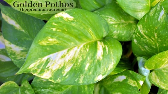 Golden pothos